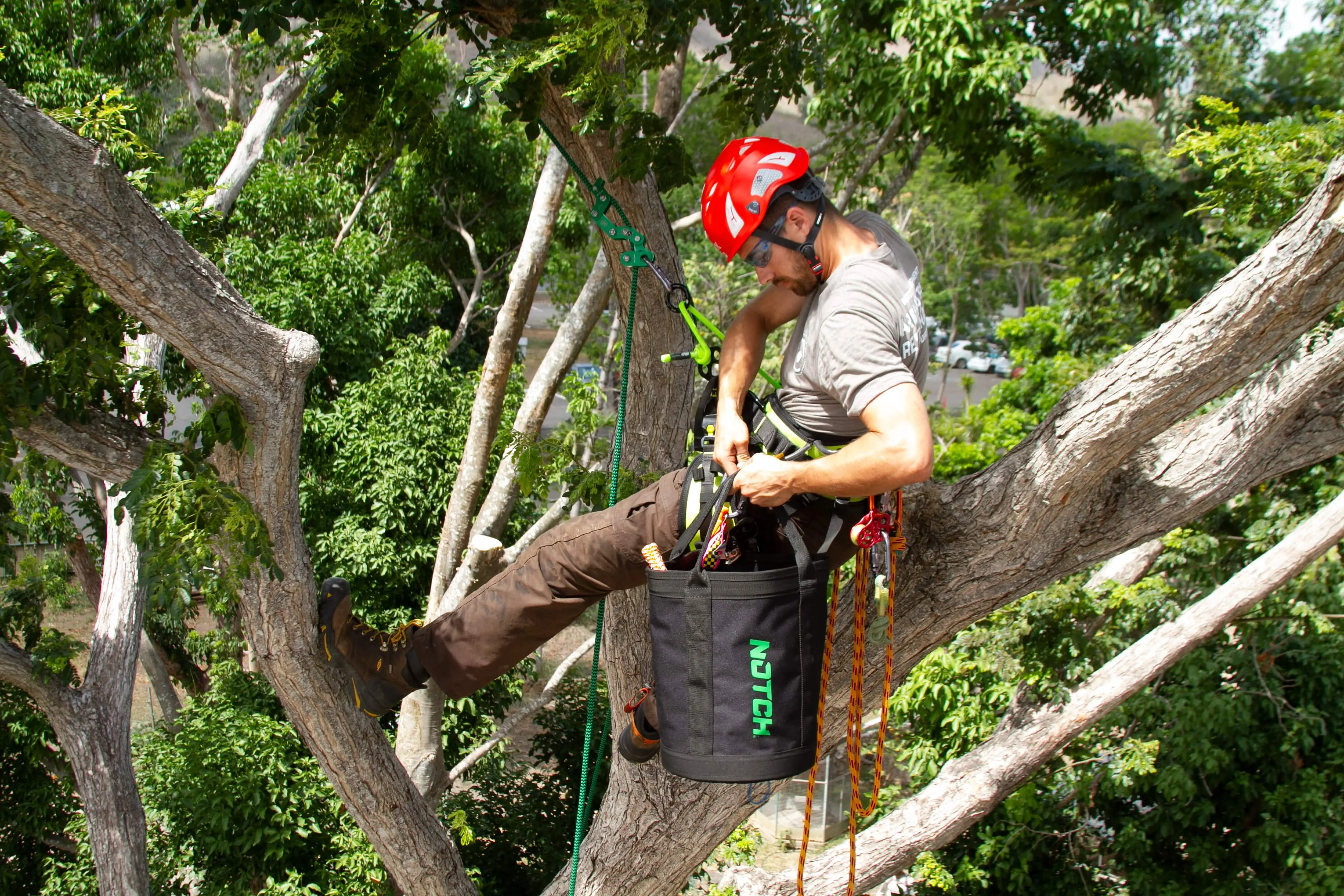 Roles and responsibilities of an arborist